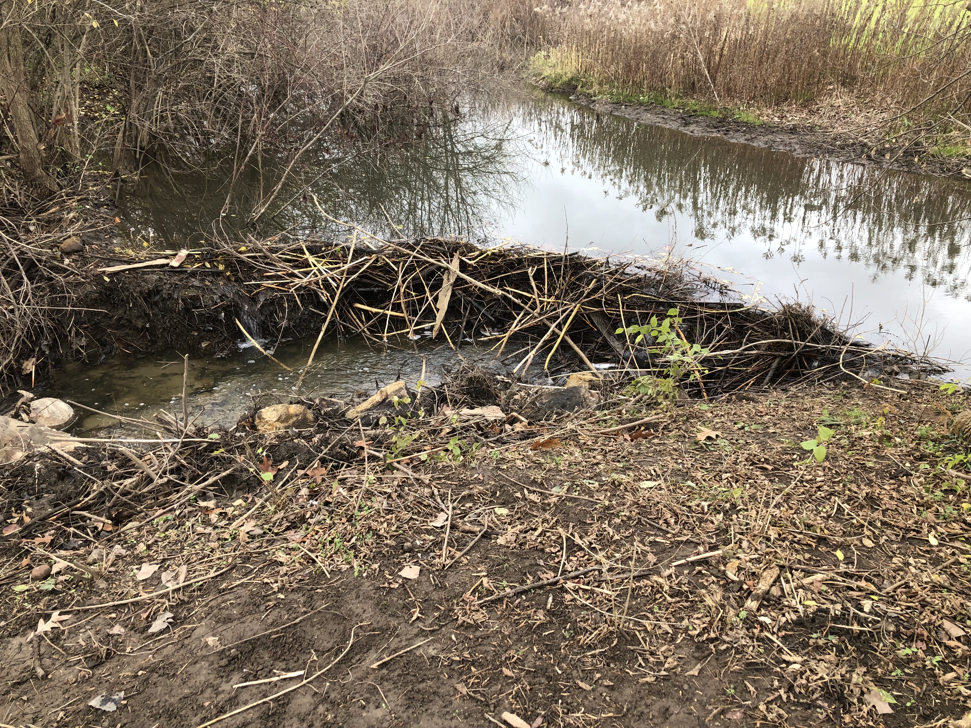 Beaver_Dam_11_2024.JPG