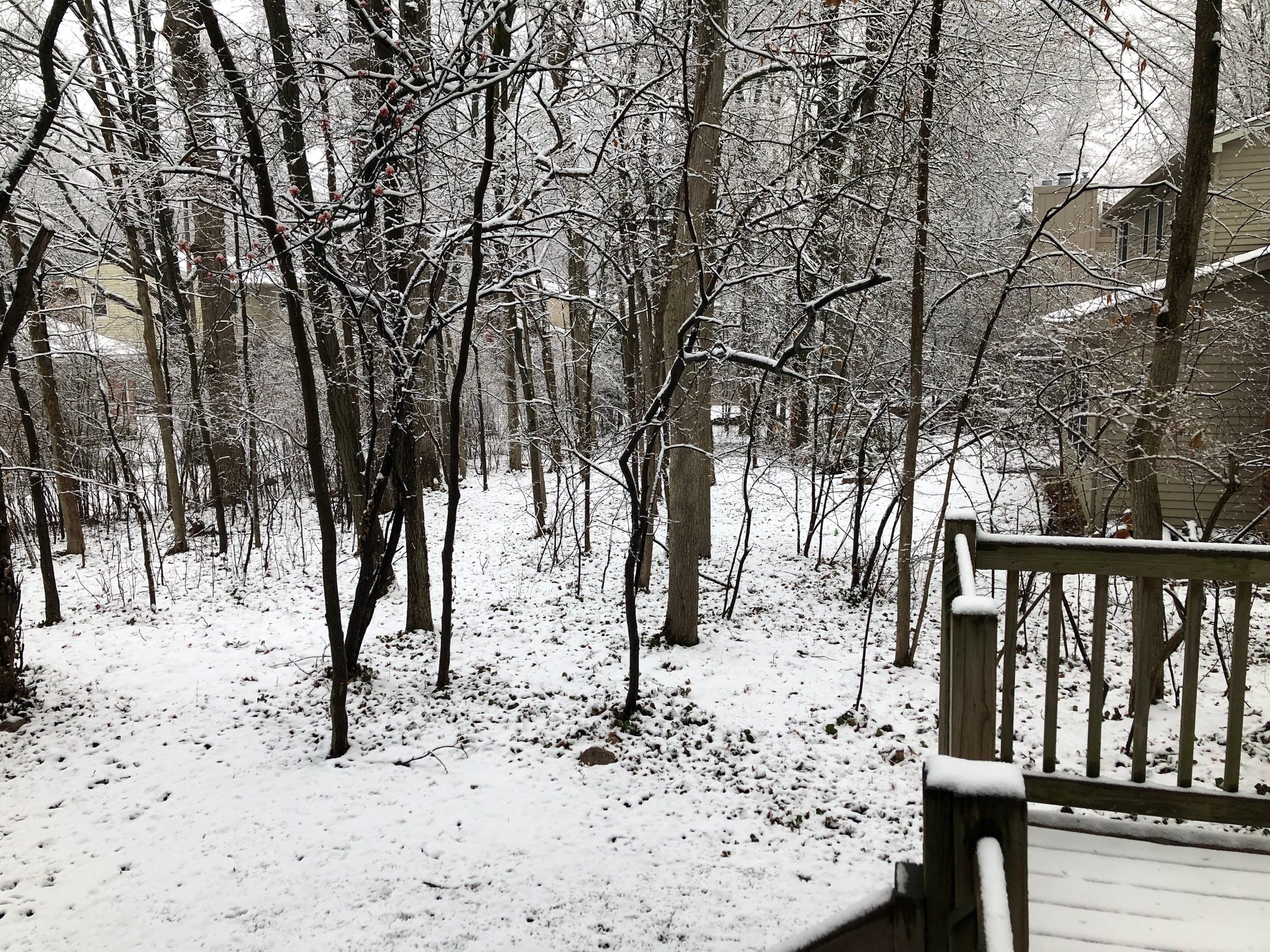 IMG_0368 (1)_Snow.jpg