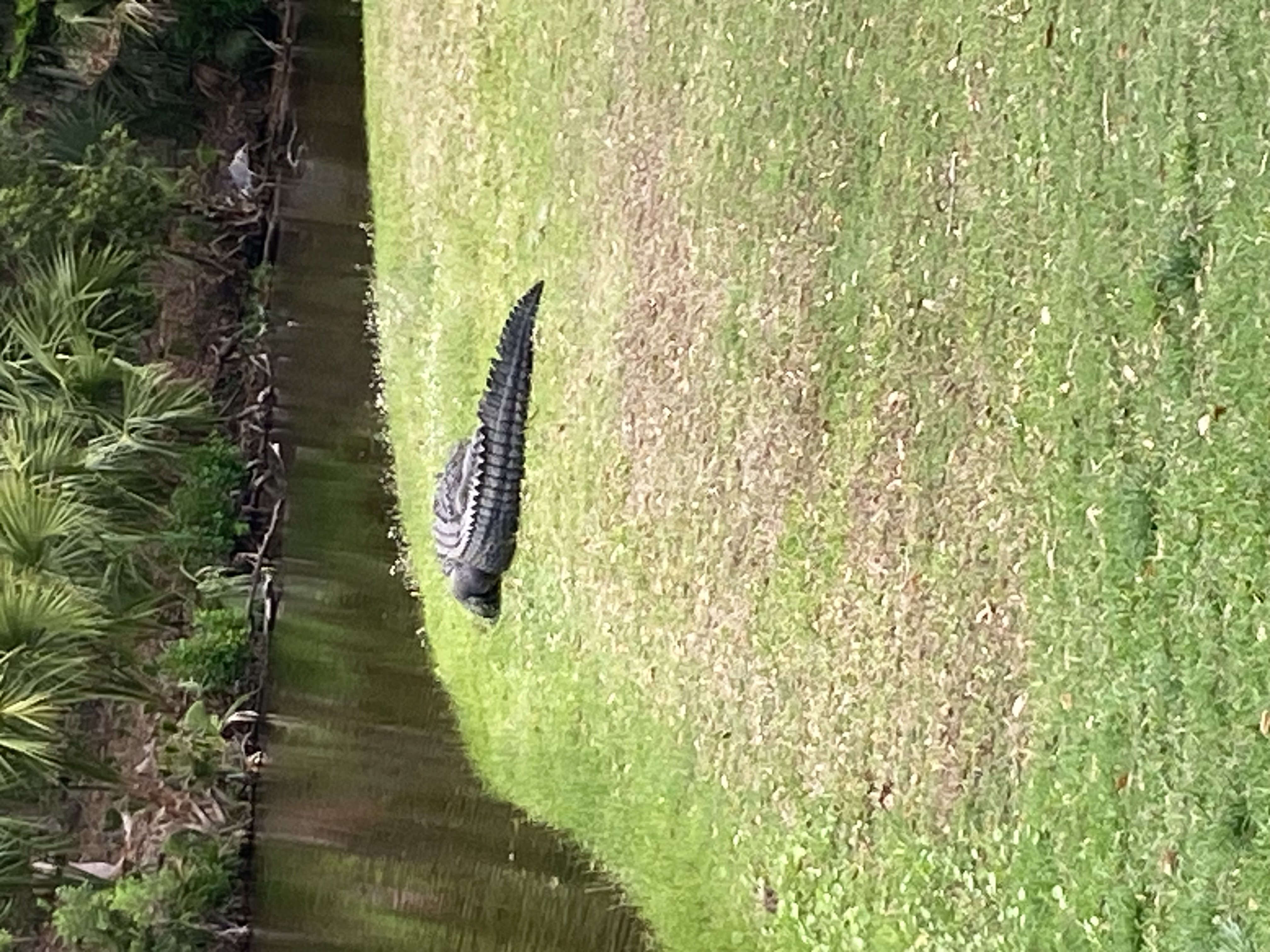 IMG_1502.jpeg